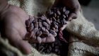 Cameroon nears full cocoa traceability as EU deadline looms, but risks remain